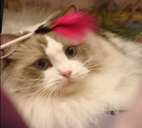 Ragdoll