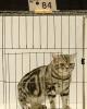 catshow9-americanshorthair