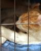 Scottish Fold sleep