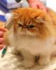 A beautiful persian