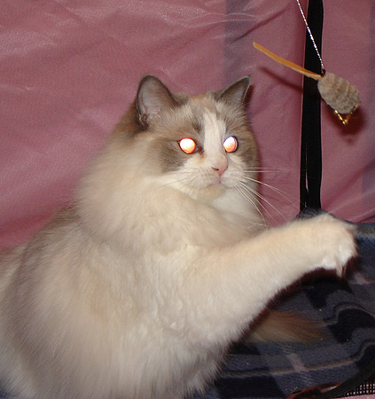 DSC02455